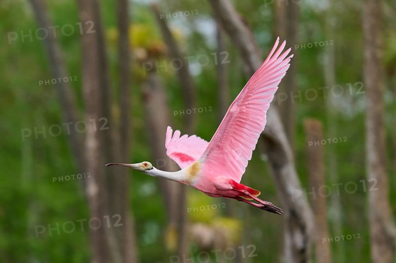A Roseate Spoonbill in flight over a green forest, Roseate Spoonbill (Ajaja ajaja), Orlando Wetlands, Christmas, Florida, USA