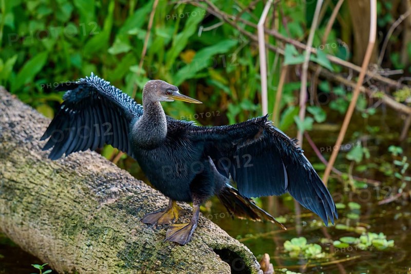 Bird with spread wings standing on a tree trunk in a wetland, Darter (Anhinga anhinga), spring, Orlando Wetlands, Christmas, Florida, USA