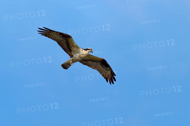 A lone osprey glides through the sky, Osprey (Pandion haliaetus), Orlando Wetlands, Christmas, Florida, USA