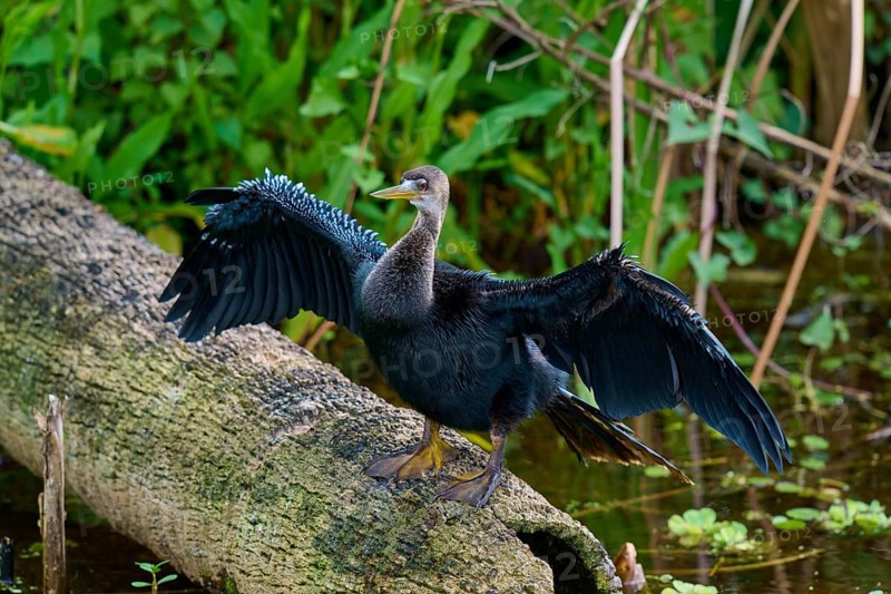 Bird with outstretched wings resting on a tree trunk over watered terrain, Darter (Anhinga anhinga), spring, Orlando Wetlands, Christmas, Florida, USA