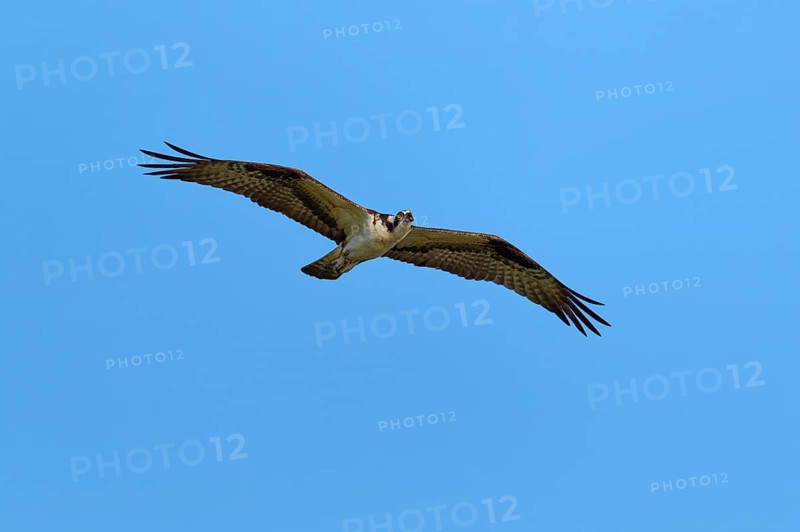Osprey with outstretched wings gliding in the sky, Osprey (Pandion haliaetus), Orlando Wetlands, Christmas, Florida, USA
