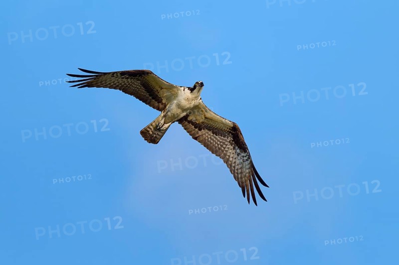 An osprey flies through the clear blue sky, Osprey (Pandion haliaetus), Orlando Wetlands, Christmas, Florida, USA