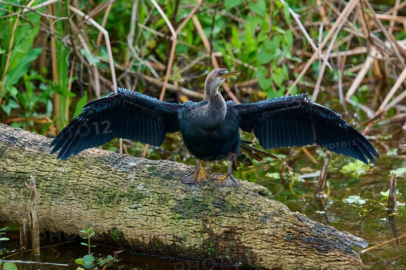 Black feathered bird with spread wings on a tree trunk over water, Darter (Anhinga anhinga), spring, Orlando Wetlands, Christmas, Florida, USA