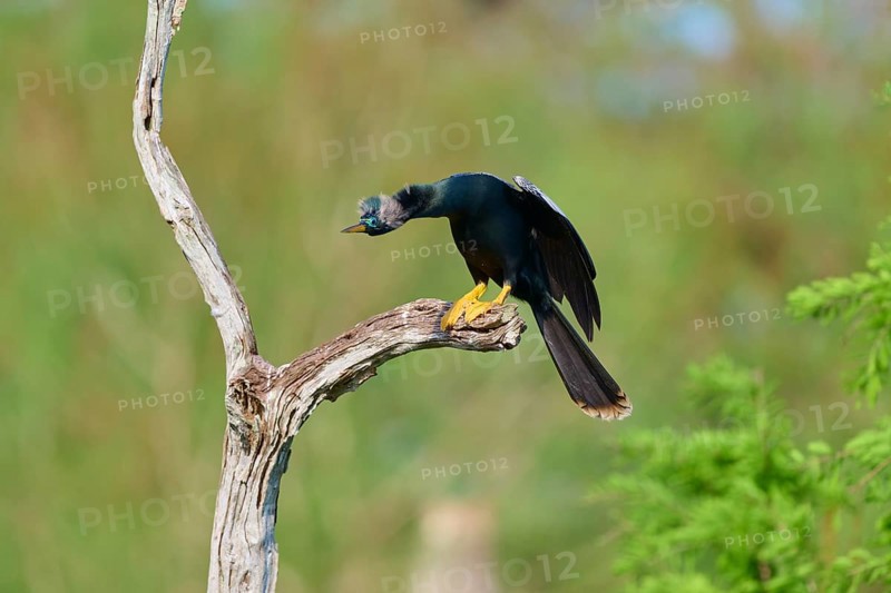 A bird leans forward, sitting on a gnarled branch against a green background, Darter (Anhinga anhinga), Spring, Orlando Wetlands, Christmas, Florida, USA