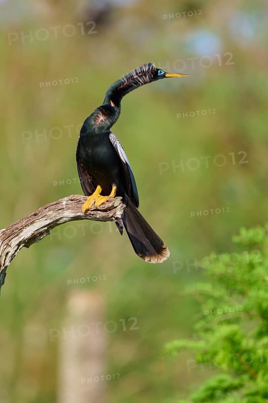 A bird perched on a branch looking alertly at its surroundings against a green backdrop, Darter (Anhinga anhinga), spring, Orlando Wetlands, Christmas, Florida, USA