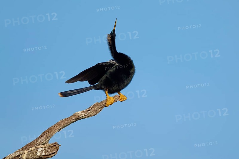 A bird stands on a branch and points its tail in the air against a blue sky, Darter (Anhinga anhinga), spring, Orlando Wetlands, Christmas, Florida, USA