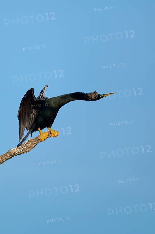 A bird with spread wings sitting on a branch against a blue sky, Darter (Anhinga anhinga), Spring, Orlando Wetlands, Christmas, Florida, USA