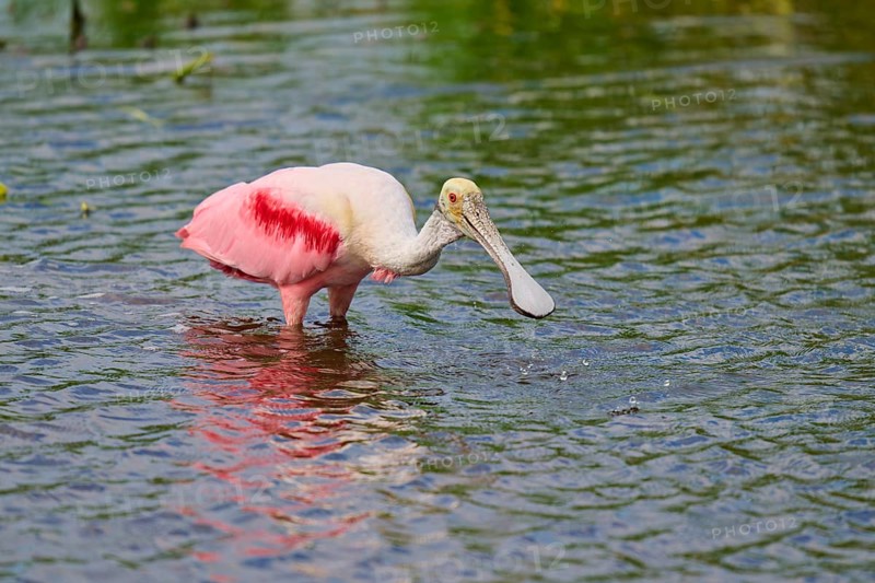 A roseate spoonbill with pink plumage searches the shallow water of a pond, Roseate spoonbill (Ajaja ajaja), Orlando Wetlands, Christmas, Florida, USA