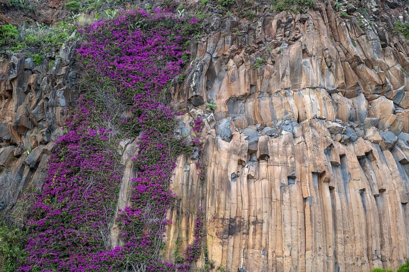 Purple flowers, plant next to basalt columns, Madeira, Portugal
