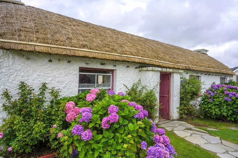 Hydrangeas and straw covered houses in the open-air museum, Glencolmcille, County Donegal, Ireland