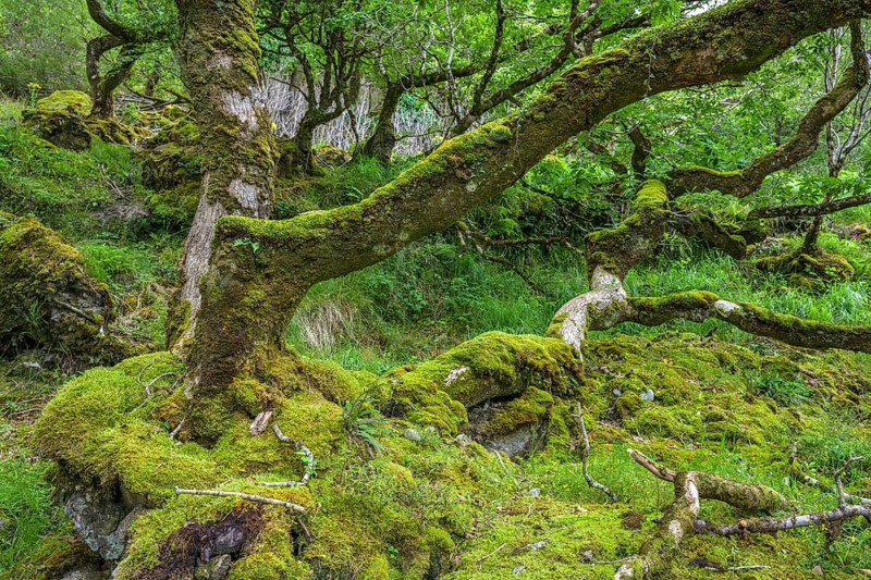 Old oak forest and moss, Glenveagh National Park, Cross Roads, County Donegal, Ireland