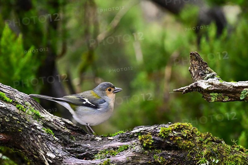 Madeira Chaffinch (Fringilla coelebs maderensis), sitting on a branch, Madeira, Portugal