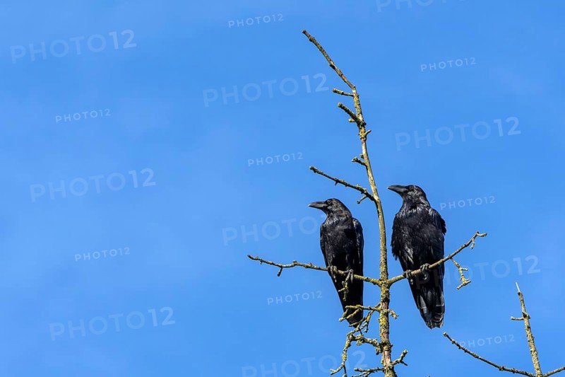 A pair of common ravens (Corvus corax) sitting in the crown of a dead spruce tree, tree top, pair, cropped, Denmark
