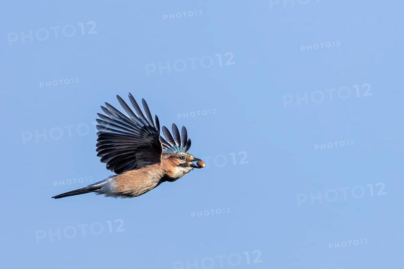 A jay (Garrulus glandarius) flies into the forest with its freshly collected acorns to hide them there as a supply for the winter, foraging, winter supply, time of need, lack of food, Denmark