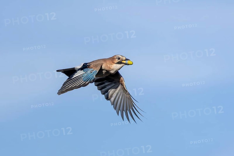 Eurasian jays (Garrulus glandarius) are partly responsible for the spread of oaks, as they forget some hiding places with acorns, foraging, winter supplies, emergency period, lack of food, Denmark