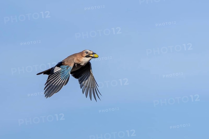 A jay (Garrulus glandarius) flies into the forest with its freshly collected acorns to hide them there as a supply for the winter, foraging, winter supply, time of need, lack of food, Denmark