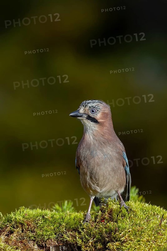 The jay (Garrulus glandarius) inspects a tree stump with a keen eye, autumn, Sweden