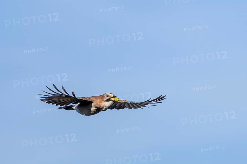 Eurasian jay (Garrulus glandarius) in flight with acorns in its beak, foraging, winter food supply, emergency season, food shortage, Denmark