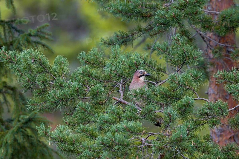 Well camouflaged and from a safe distance, the jay (Garrulus glandarius) observes its surroundings, Sweden