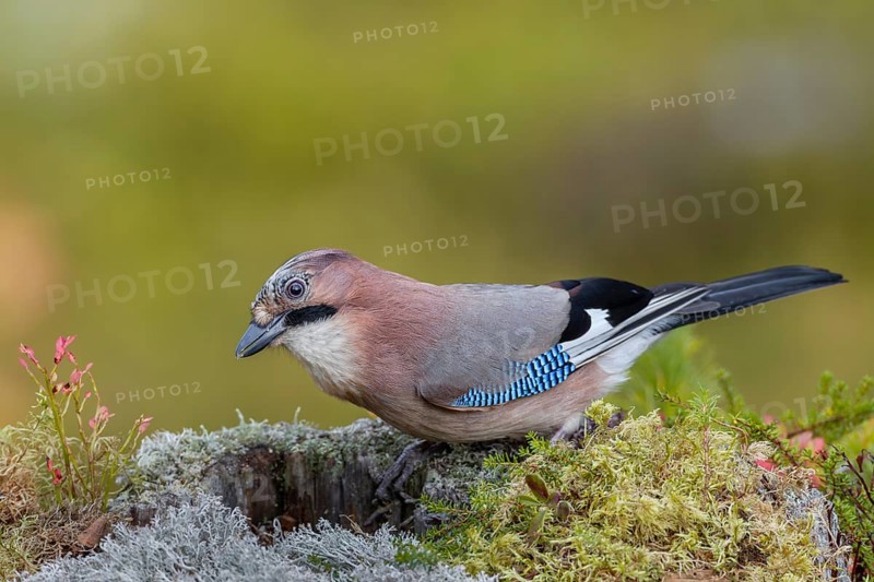 With a keen eye, the jay (Garrulus glandarius) inspects a tree stump in search of food, lichen, autumn, Sweden
