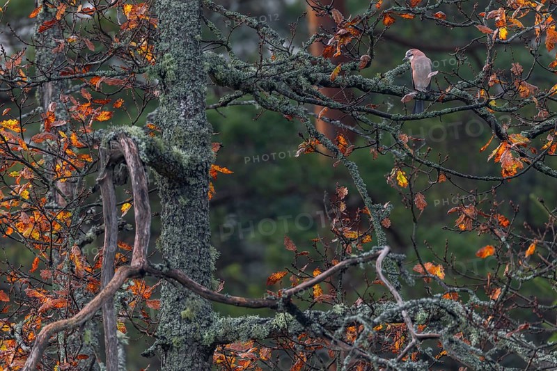 Eurasian jay (Garrulus glandarius) in autumn on a lichen-covered oak tree, Sweden