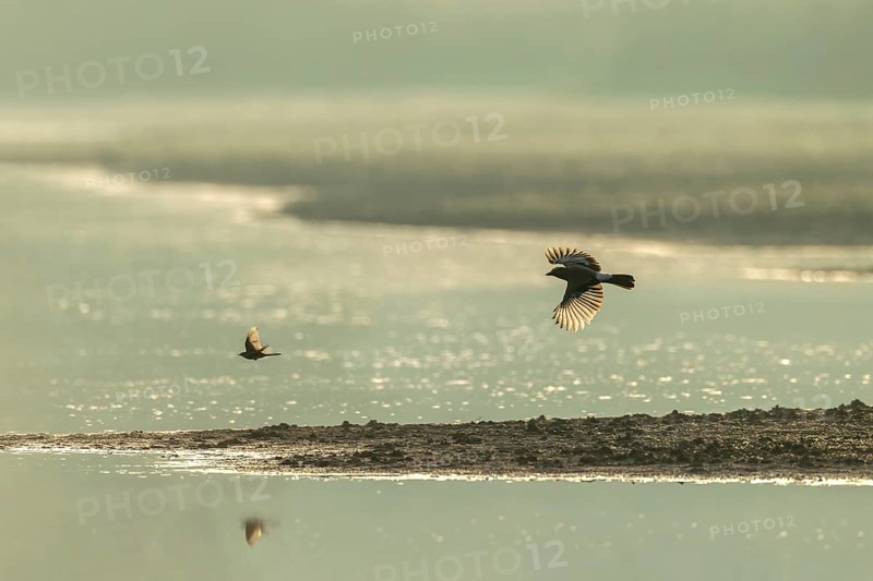 Eurasian jay (Garrulus glandarius) chasing a white wagtail, pursue, prey, prey animal, flight photo, Germany