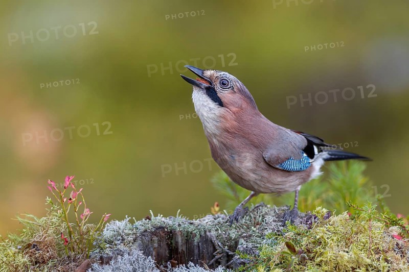 Foraging on the forest floor ends successfully for the jay (Garrulus glandarius), lichens, autumn, Sweden
