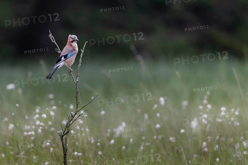 Eurasian jay (Garrulus glandarius) in a moor with flowering cotton grass, perch, Germany