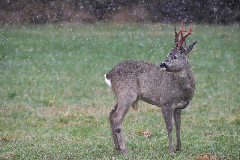 Roe deer (Capreolus capreolus) buck with freshly swept, still red antlers in the meadow during snowfall, Allgäu, Bavaria, Germany, Allgäu, Bavaria, Germany
