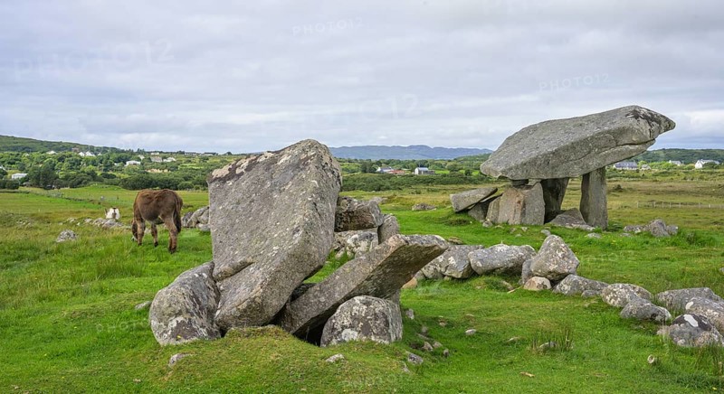Donkey at the dolmen of, Kilclooney, County Donegal, Ireland