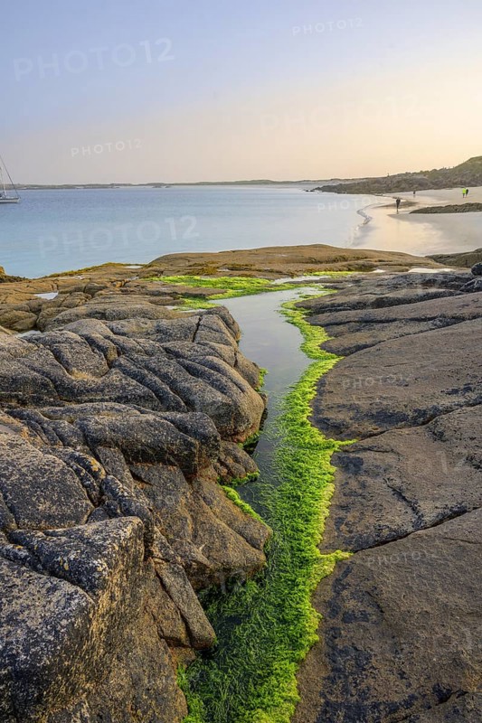 Seaweed in a tide pool on Gurteen Beach, Roundstone, County Galway, Ireland