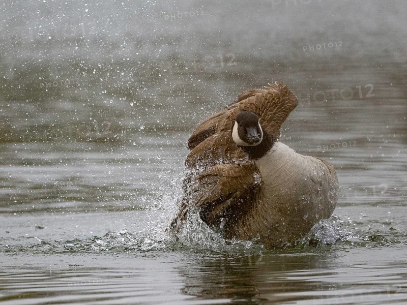 A Canada goose bathing, Ümminger See, Bochum, North Rhine-Westphalia, Germany