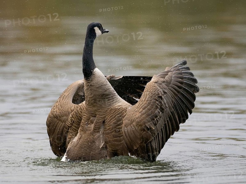 A Canada goose flaps its wings after plumage care, Ümminger See, Bochum, North Rhine-Westphalia, Germany