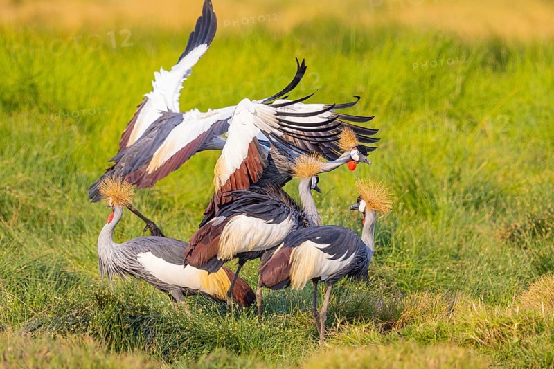Crowned Crane (Balearica regulorum) courtship behavier South Luangwa NP Zambia August
