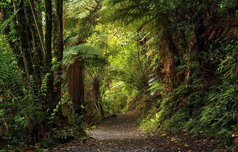 Hiking trail in the forest near Lake Rotopounamu. Waikato Region, North Island, New Zealand