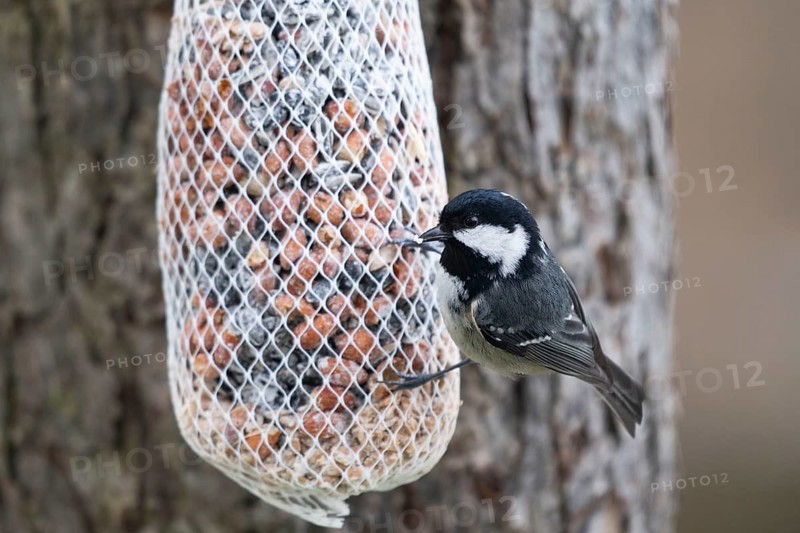 Fir tit (Periparus ater) at the feeder, North Rhine-Westphalia, Germany