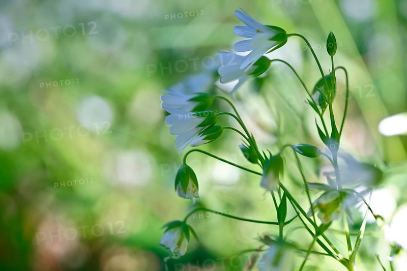 Greater stitchwort (Rabelera holostea, synonym: Stellaria holostea L.), backlit flowers, Peene Valley nature park Park, Mecklenburg-Western Pomerania, Germany