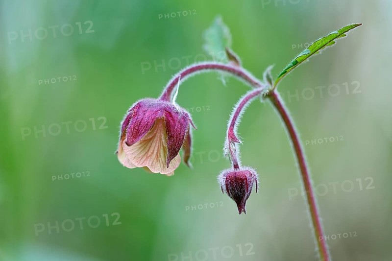 Brooklime (Geum rivale), flowering in the morning light, Peene Valley nature park Park, Mecklenburg-Western Pomerania, Germany