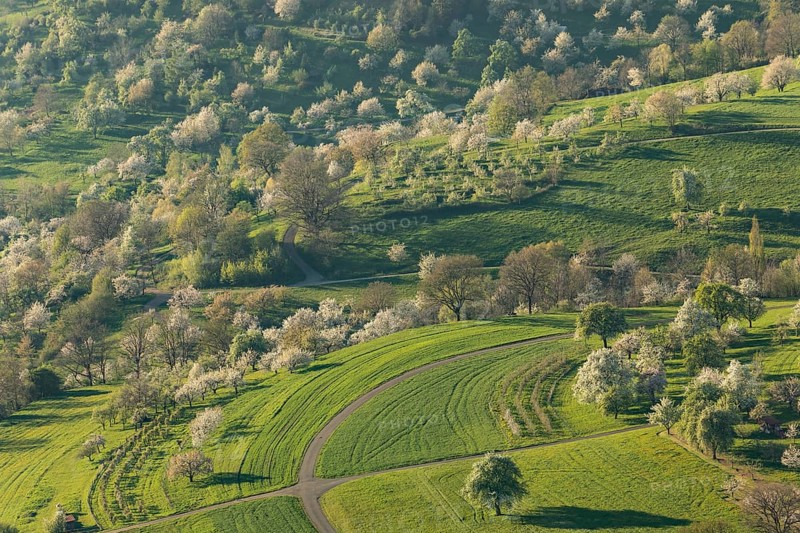 Blooming orchards on the Albtrauf near Neidlingen at sunset