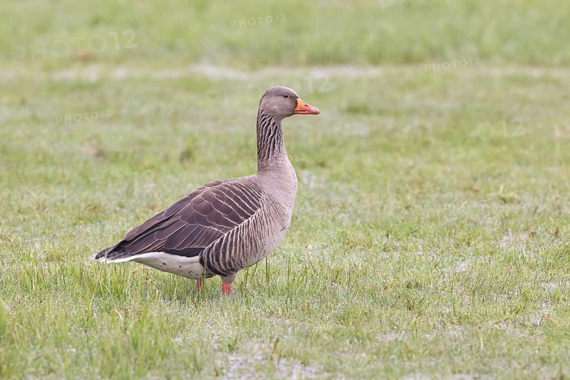 Grey goose (Anser anser) on a moor, Dümmer, Lake Dümmer, Ochsenmoor, Hüde, Lower Saxony, Germany