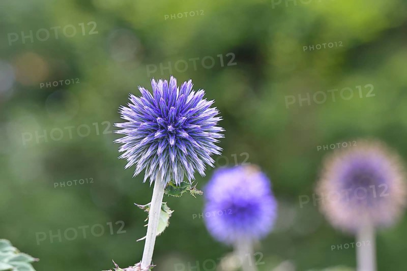Blue globe thistle (Echinops ritro), flower, ornamental plant in a garden, Wilnsdorf, North Rhine-Westphalia, Germany