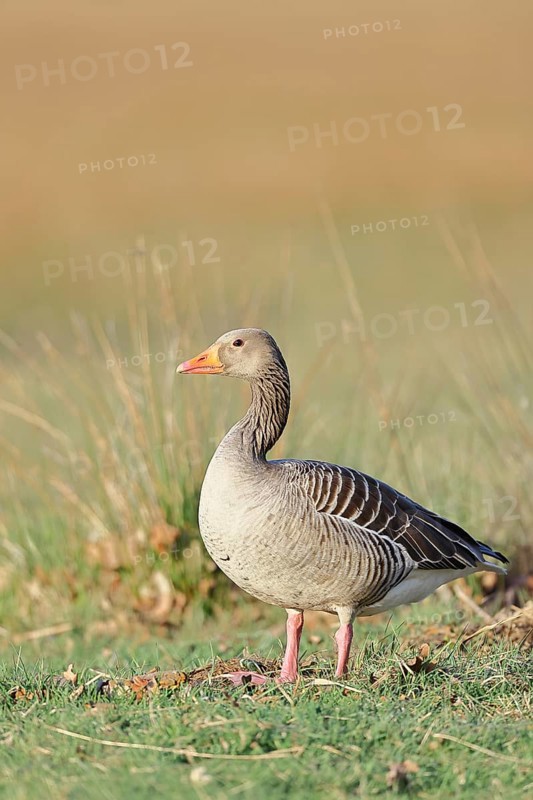 Grey goose (Anser anser) on a dyke in the evening at sunset, golden hour, Dümmer, Lake Dümmer, Ochsenmoor, Hüde, Lower Saxony, Germany