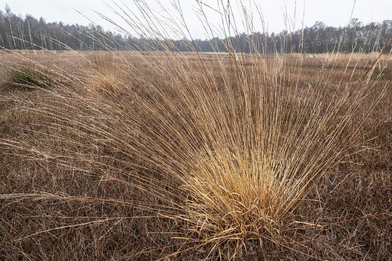 Pipe grass (Molinia caerulea) in the moor, Emsland, Lower Saxony, Germany
