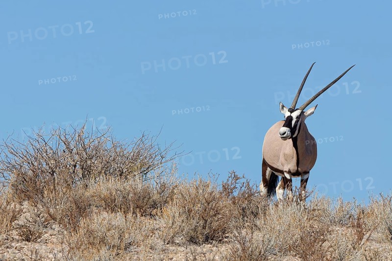 Gemsbok (Oryx gazella), adult female, standing on a rocky ridge among dry bushes, looking at camera, alert, blue sky, Kgalagadi Transfrontier Park, Northern Cape, South Africa
