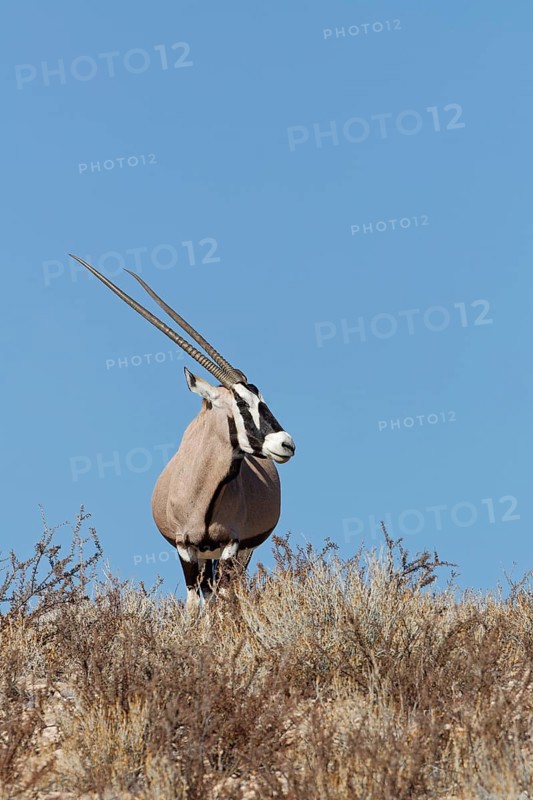 Gemsbok (Oryx gazella), adult female, standing on a rocky ridge among dry bushes, looking around, alert, blue sky, Kgalagadi Transfrontier Park, Northern Cape, South Africa