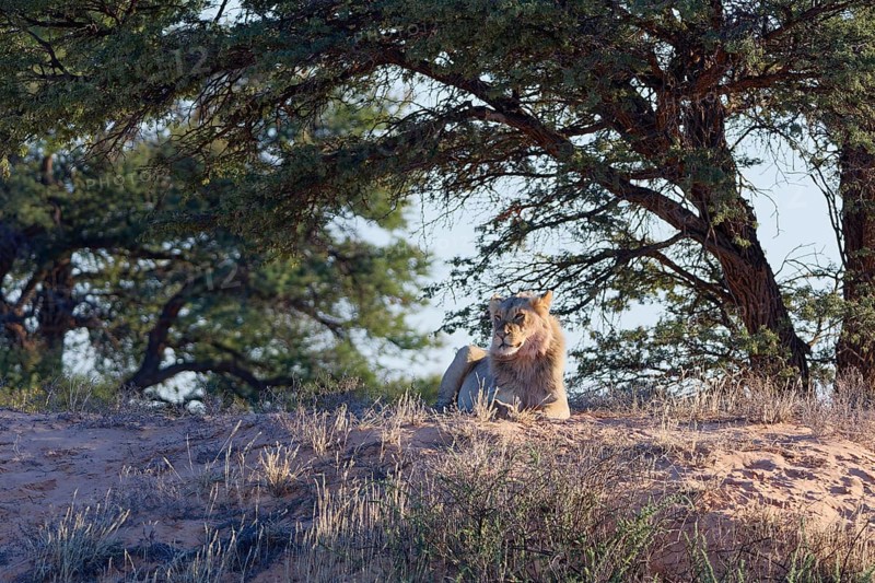 African lion (Panthera leo), adult male lying on a sand dune, in the shade of trees, looking around, alert, Kgalagadi Transfrontier Park, Northern Cape, South Africa