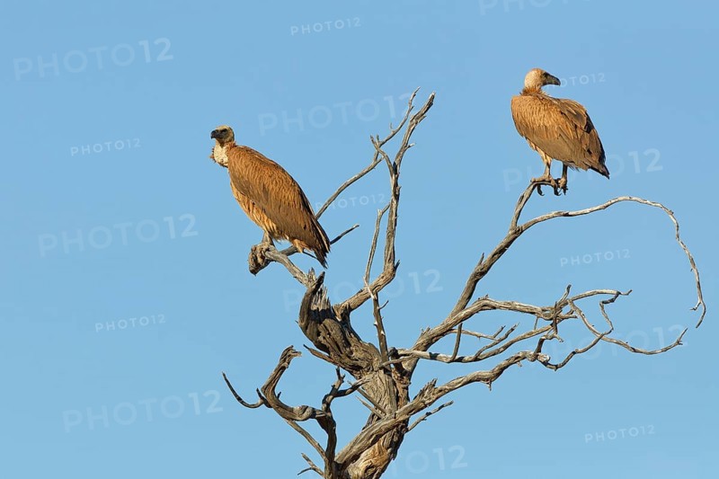 White-backed vultures (Gyps africanus), two adults, sitting on a tree branch, on the lookout, blue sky, Kgalagadi Transfrontier Park, Northern Cape, South Africa