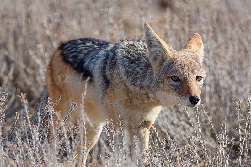 Black-backed jackal (Lupulella mesomelas), adult, standing among dry bushes, looking at camera, alert, animal portrait, Kgalagadi Transfrontier Park, Northern Cape, South Africa
