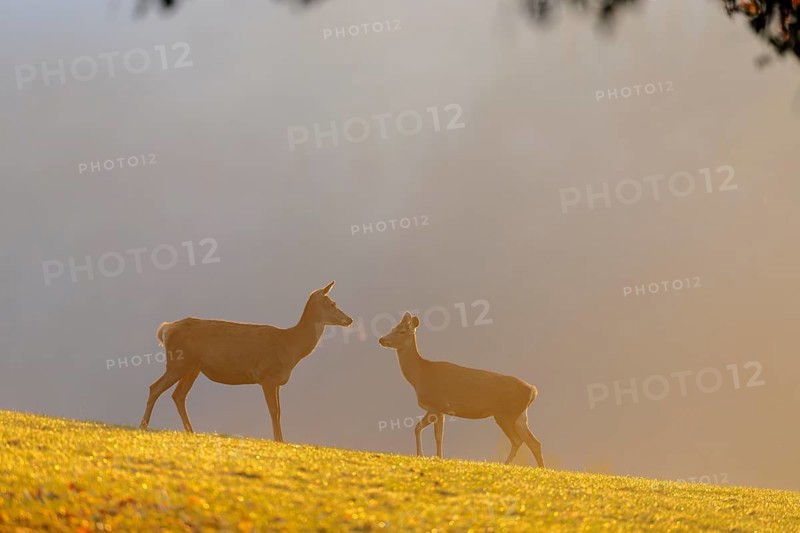 A herd of red deer cows (Cervus elaphus) standing on a meadow in backlit condition. Fog covers the forest in the background. Bavaria, Germany