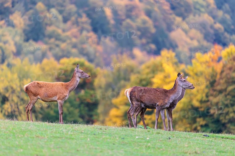 A herd of red deer cows (Cervus elaphus) stands in a meadow. In the background, a forest can be seen in autumnal colors. Bavaria, Germany